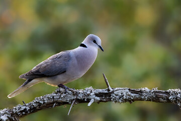 white dove perched on a branch