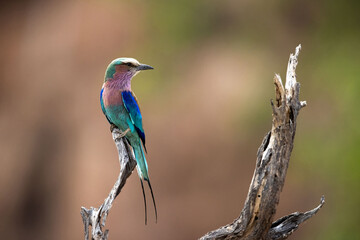 lilac roller on branch