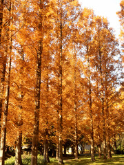 東京都　水元公園のメタセコイアの黄葉