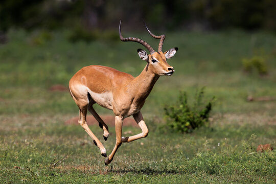 impala antelope in kruger national park