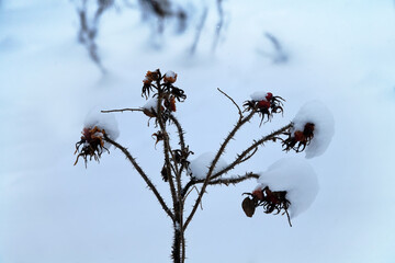 branches of the wild rose are covered with snow