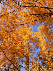 東京都　水元公園のメタセコイアの黄葉