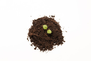 Top view young green sprout seedlings in fertile soil on white background.
