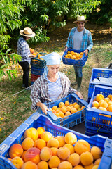 Woman carries boxes of ripe peaches on tractor platform. Harvesting ripe peaches in the orchard