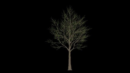 Orange Tree timelapse growing, Luma Matte