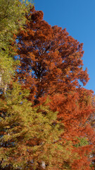 Fototapeta premium Autmn color trees
