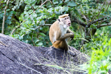 Pale-fronted toque macaque
