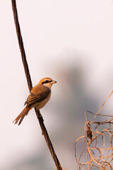 Brown Shrike perching on the wire