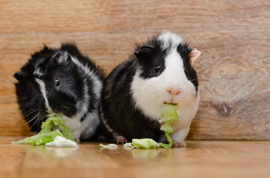 Two little guinea pig eating cabbage leaves. Black and white cavy eating cabbage.