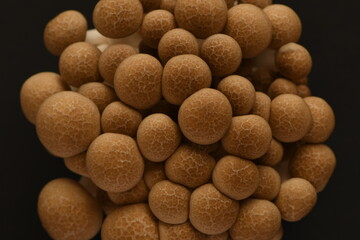 Shimeji mushroom on black background.