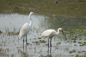 Great egret Ardea alba to the left and Eurasian spoonbill Platalea leucorodia to the right. Keoladeo Ghana National Park. Bharatpur. Rajasthan. India.