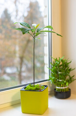 Avocado tree in a pot on a windowsill, grown at home. Indoor tropical plants.