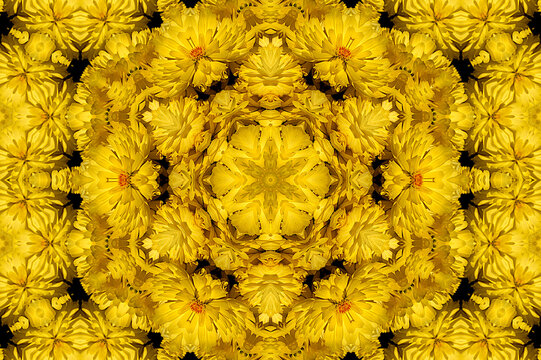 Die Chrysanthemen (Chrysanthemum) sind eine Pflanzengattung in der Familie der Korbblütler