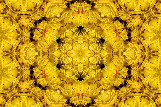 Die Chrysanthemen (Chrysanthemum) sind eine Pflanzengattung in der Familie der Korbblütler