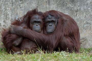 Orangutan (Pongo) in the Taiwan Zoo.