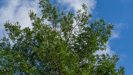 Winter foliage of evergreen Sequoia sempervirens (Coast Redwood Tree) on blue sky background in autumn park next to Festival Concert Hall in Sochi.