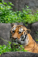 カッコいいトラ