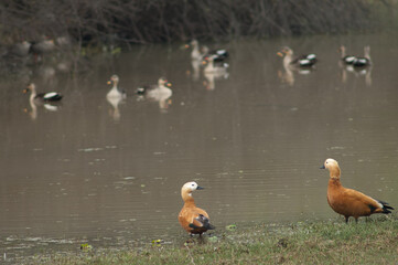 Pair of ruddy shelducks Tadorna ferruginea. Female to the left and male to the right. Keoladeo Ghana National Park. Bharatpur. Rajasthan. India.