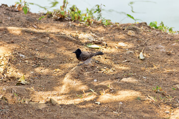 Red-vented Bulbul