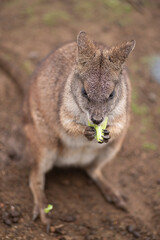 手を使って器用に食べるワラビー