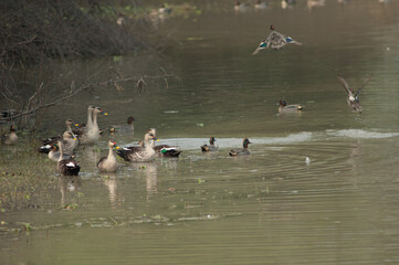 Indian spot-billed ducks Anas poecilorhyncha to the left and Eurasian teals Anas crecca flying. Keoladeo Ghana. Bharatpur. Rajasthan. India.