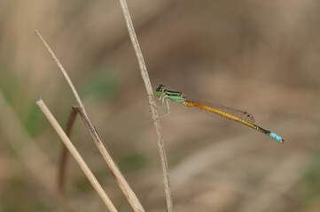 Male golden dartlet Ischnura aurora. Keoladeo Ghana National Park. Bharatpur. Rajasthan. India.