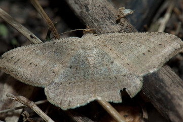 Moth on the ground in Keoladeo Ghana National Park. Bharatpur. Rajasthan. India.