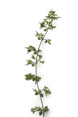 Lesser Calamint (Clinopodium Nepeta) from Sicily – a.k.a. "Nipitella" or "Mentuccia", Traditional Italian Cuisine Spice of Oregano-like Mint Variety – Isolated on White Background