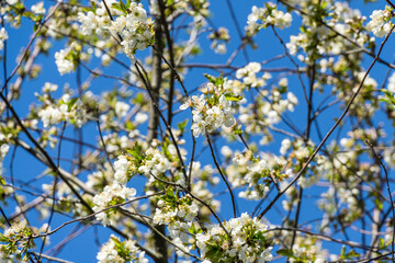 Close-up of white cherry plum flowers blossom in spring. A lot of white flowers in sunny spring day with blue sky. Selective focus.
