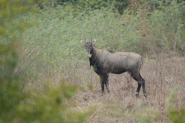 Male nilgai Boselaphus tragocamelus in Keoladeo Ghana National Park. Bharatpur. Rajasthan. India.