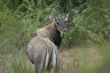 Male nilgai Boselaphus tragocamelus eating. Keoladeo Ghana National Park. Bharatpur. Rajasthan. India.