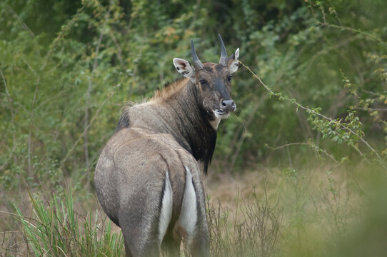 Male nilgai Boselaphus tragocamelus eating. Keoladeo Ghana National Park. Bharatpur. Rajasthan. India.