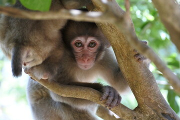 Little Japanese macaque is looking into the camera with powerful eye contact.