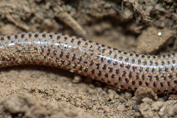 Tail of bronze grass skink Eutropis macularia. Keoladeo Ghana National Park. Bharatpur. Rajasthan. India.