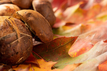 Thanksgiving day background decorated with forest mushrooms and autumn leaves. Autumn still life. Halloween holiday.