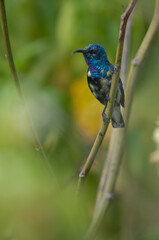 Male purple sunbird Nectarinia asiatica. Keoladeo Ghana National Park. Bharatpur. Rajasthan. India.