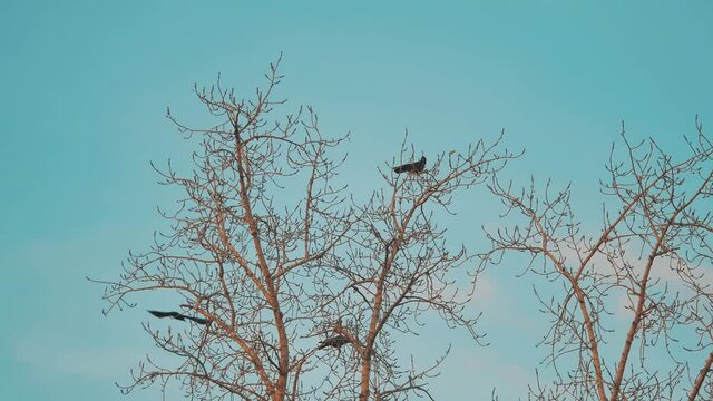 flock of birds taking off from a tree, a flock of crows black bird dry tree. a huge flock of birds takes off from a dry tree slow motion video. flock of birds take off. surprise fright concept fun