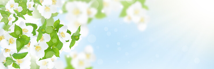 Jasmine flowers and leaves flower panorama. Shallow depth of field.