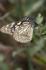 Fototapeta na wymiar Butterfly blue tiger Tirumala limniace leopardus. Keoladeo Ghana National Park. Bharatpur. Rajasthan. India.