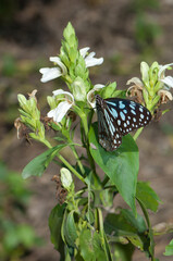 Butterfly blue tiger Tirumala limniace leopardus feeding on flower nectar. Keoladeo Ghana National Park. Bharatpur. Rajasthan. India.