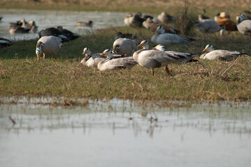Obraz na płótnie Canvas Bar-headed geese Anser indicus in a pond. Keoladeo Ghana National Park. Bharatpur. Rajasthan. India.