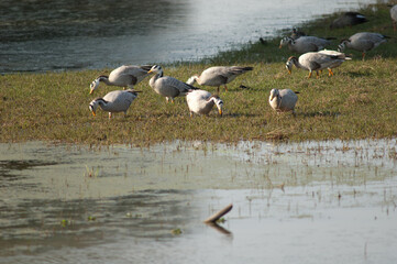 Bar-headed geese Anser indicus searching for food. Keoladeo Ghana National Park. Rajasthan. India.