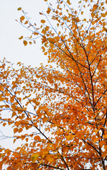 Fototapeta premium lonely autumn tree with golden leaves against the sky