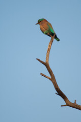 Southern roller Coracias benghalensis indicus. Keoladeo Ghana National Park. Bharatpur. Rajasthan. India.