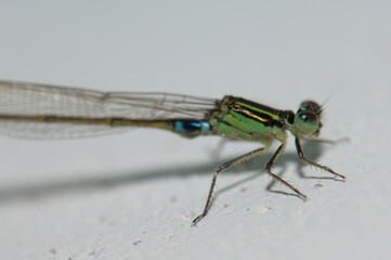 Damselfly common bluetail Ischnura senegalensis. Keoladeo Ghana National Park. Bharatpur. Rajasthan. India.