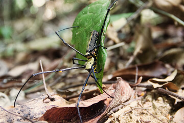 large spider sits on a web in a rainforest