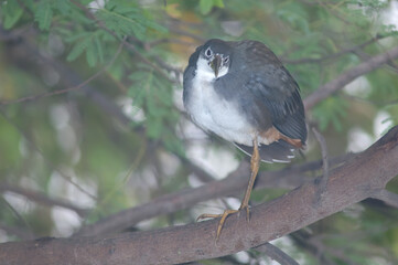 White-breasted waterhen Amaurornis phoenicurus resting. Keoladeo Ghana National Park. Bharatpur. Rajasthan. India.