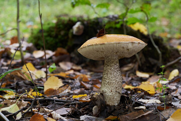 Edible mushroom Leccinum versipelle in the birch forest. Known as orange birch bolete. Wild mushroom growing in the leaves.