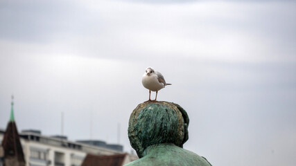 A black-headed gull on a statue