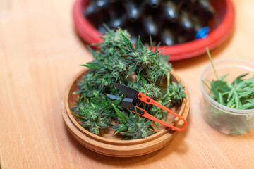 freshly cut cannabis buds in a wooden plate with plant scissors